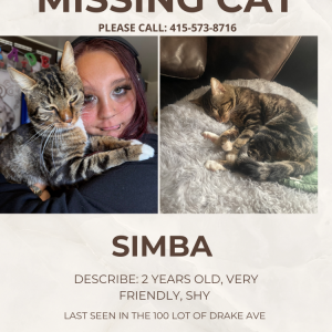 Image of simba, Lost Cat