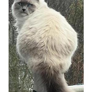 Image of Milo, Lost Cat