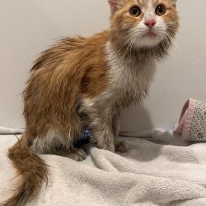 Found Cat Unknown