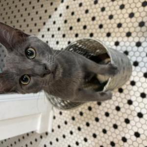 Image of Onyx, Lost Cat