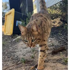 Image of Cheetah, Lost Cat
