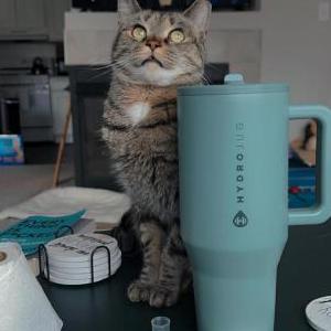 Image of Skids, Lost Cat