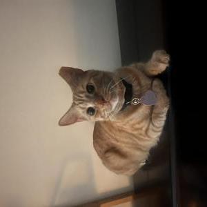 Image of Autumn, Lost Cat