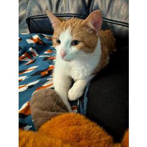 Image of Gideon, Lost Cat