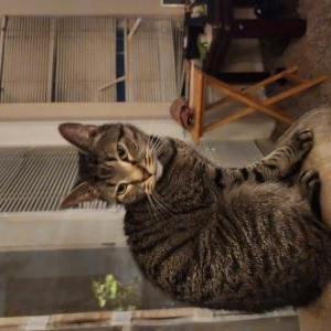 Lost Cat Shakespeare