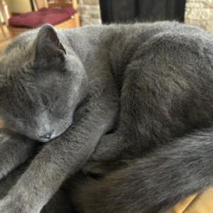 Image of Ivan, Lost Cat