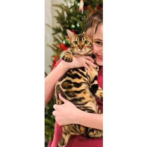 Image of Beanie, Lost Cat