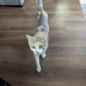 Image of Olivia, Lost Cat