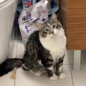 Image of Mimi, Lost Cat