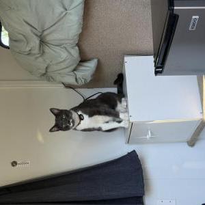 Image of Bruce, Lost Cat