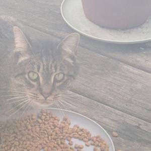 Image of Unknown, Found Cat