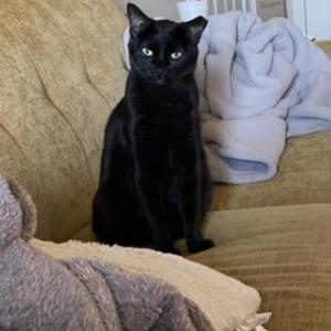 Image of sable, Lost Cat