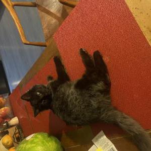 Image of Shaddow, Lost Cat