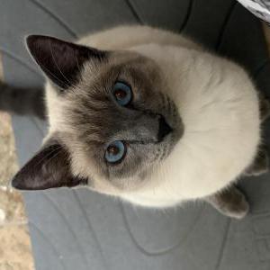 Lost Cat Nimbus