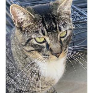 Image of Sam, Lost Cat