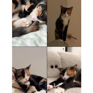 Image of Lily, Lost Cat
