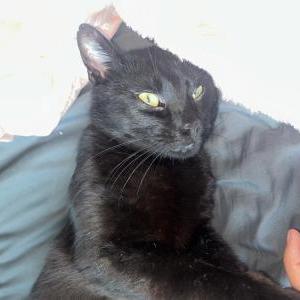 Image of Unknown, Found Cat