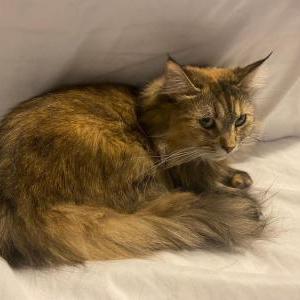 Image of Nona, Lost Cat