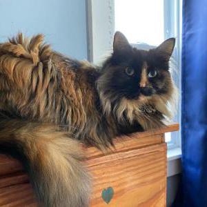 Image of Fallon, Lost Cat