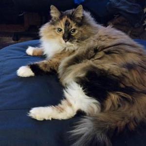 Lost Cat Sidney
