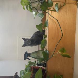 Image of Elliot, Lost Cat