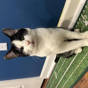 Image of Unknown, Found Cat