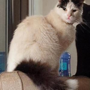 Image of Mr. Fluffy, Lost Cat