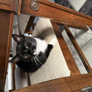 Lost Cat Summer