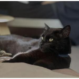 Image of Diante, Lost Cat