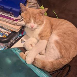 Image of Braxton, Lost Cat