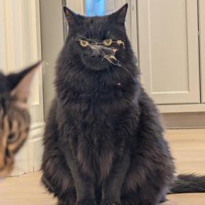 Image of Milo, Lost Cat