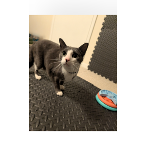 Image of Sonic, Lost Cat