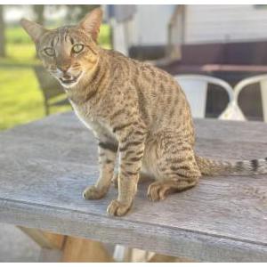 Lost Cat Riggs