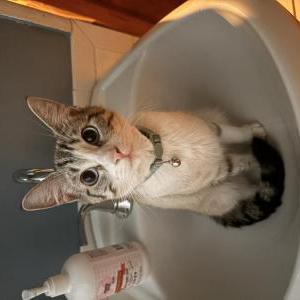 Image of sandy, Lost Cat