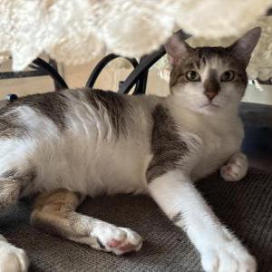Image of Rose, Lost Cat