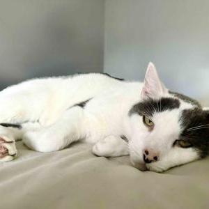 Image of Ghost, Lost Cat