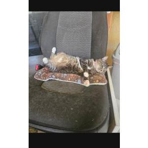 Image of Coco, Lost Cat