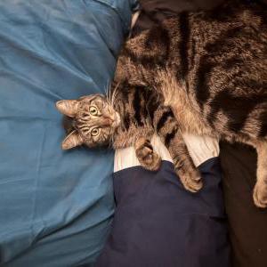 Image of Dolamite, Lost Cat