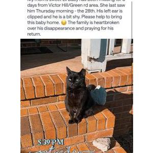 Image of Black Jack, Lost Cat