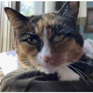 Image of Honeybun, Lost Cat