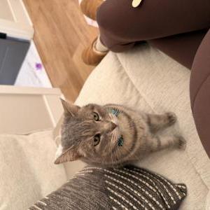 Image of Tigger, Lost Cat