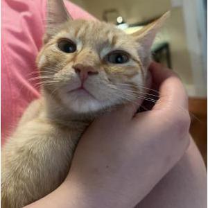 Image of Zion, Lost Cat