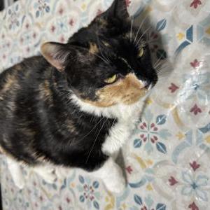 2nd Image of Ziggy, Lost Cat