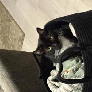 Image of Mittens, Lost Cat