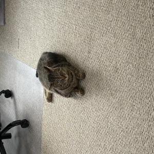 Lost Cat Fishstick