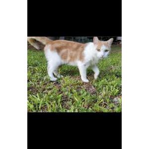 Image of Copper, Lost Cat