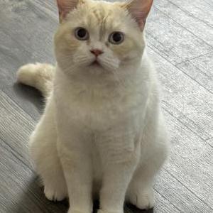 Image of Teddy (Anh Map), Lost Cat