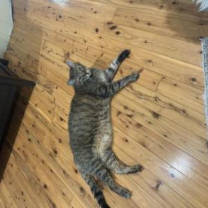 Image of Tanner, Lost Cat