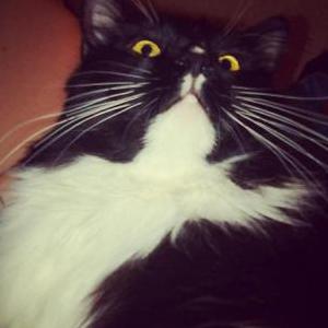 Image of Rambo, Lost Cat