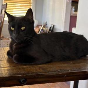 Image of Papuchi, Lost Cat